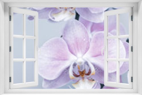 Fototapeta Naklejka Na Ścianę Okno 3D - Beautiful delicate orchid flowers shot in soft light