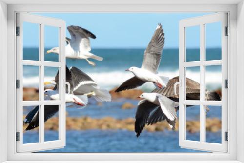 Fototapeta Naklejka Na Ścianę Okno 3D - Hartlaub's Gull