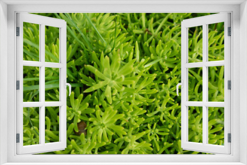 Fototapeta Naklejka Na Ścianę Okno 3D - Succulent natural growing, close up, useful for background