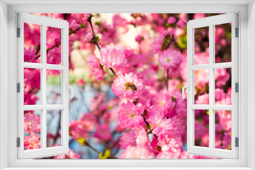 Fototapeta Naklejka Na Ścianę Okno 3D - Bumblebee on a pink tree 