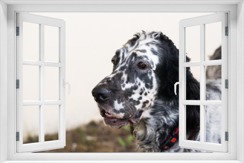 Fototapeta Naklejka Na Ścianę Okno 3D - Portrait of an English setter close-up