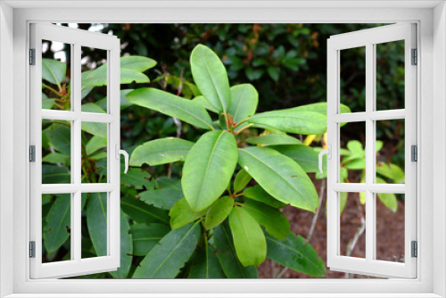 Fototapeta Naklejka Na Ścianę Okno 3D - Rhododendron cv. Schneebukket, Ericaceae
