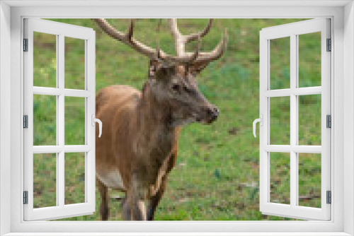 Fototapeta Naklejka Na Ścianę Okno 3D - Red deer stag