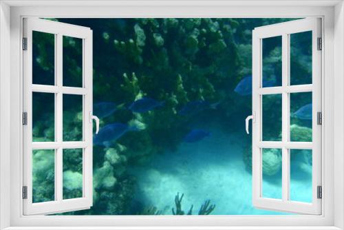 Fototapeta Naklejka Na Ścianę Okno 3D - under the sea 5