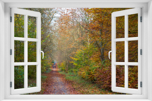 Fototapeta Naklejka Na Ścianę Okno 3D - Autumn in a forest