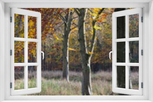 Fototapeta Naklejka Na Ścianę Okno 3D - Autumn in a forest