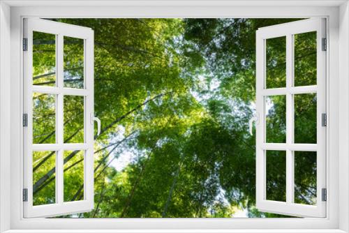 Fototapeta Naklejka Na Ścianę Okno 3D - groves of bamboo