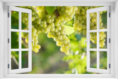 Fototapeta Naklejka Na Ścianę Okno 3D - Grapes 