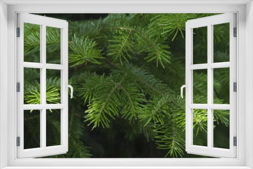 Fototapeta Naklejka Na Ścianę Okno 3D - Green spruce branches as a textured background.