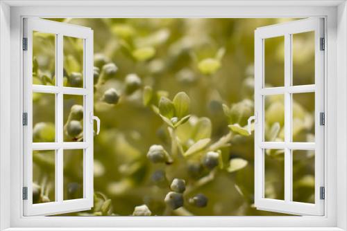 Fototapeta Naklejka Na Ścianę Okno 3D - Grüne Ballhortenise