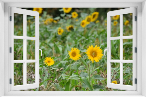 Fototapeta Naklejka Na Ścianę Okno 3D - Sunflower