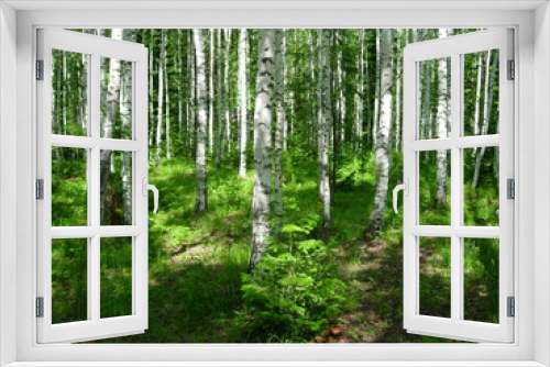 Fototapeta Naklejka Na Ścianę Okno 3D - siberian summer forest