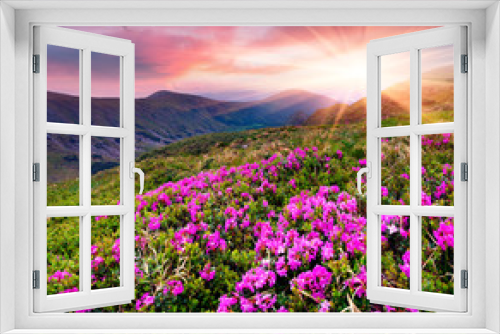 Fototapeta Naklejka Na Ścianę Okno 3D - Magic pink rhododendron flowers in the mountains