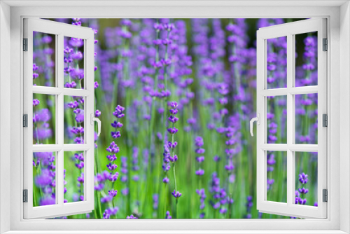 Fototapeta Naklejka Na Ścianę Okno 3D - Blossoming lavender field, meadow at sunrise, springs blossoms for bees collecting nectar and pollinating new flowers. Beautiful summer morning or evening purple background