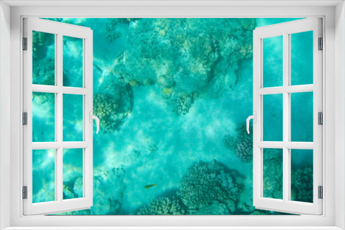 Fototapeta Naklejka Na Ścianę Okno 3D - Fish and corals in the red sea in Egypt.