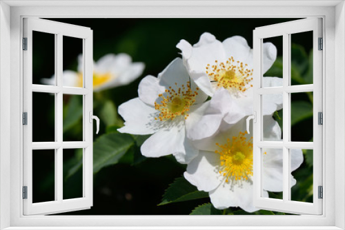 Fototapeta Naklejka Na Ścianę Okno 3D - Weiße Heckenrosen