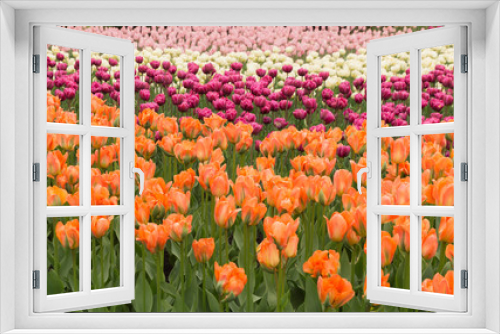 Fototapeta Naklejka Na Ścianę Okno 3D - Abundant colorful Tulip flowers in springtime in the rain background