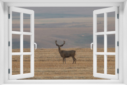 Fototapeta Naklejka Na Ścianę Okno 3D - Mule Deer Buck