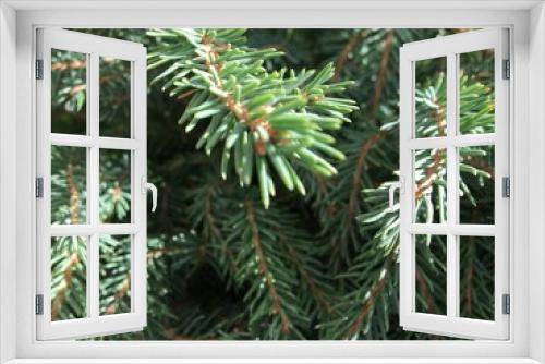 Fototapeta Naklejka Na Ścianę Okno 3D - pine branches macro view