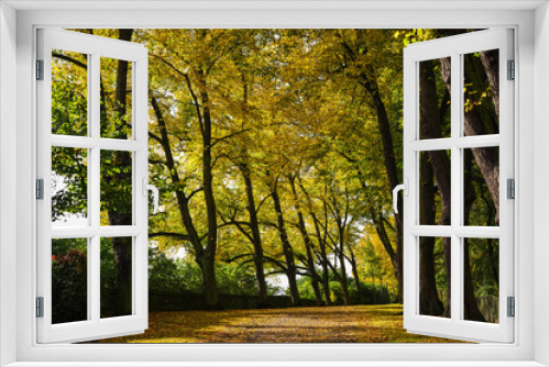 Fototapeta Naklejka Na Ścianę Okno 3D - Herbst Allee