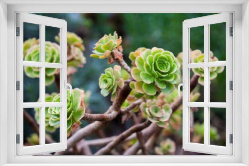Fototapeta Naklejka Na Ścianę Okno 3D - White mexican rose