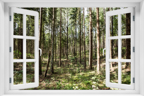 Fototapeta Naklejka Na Ścianę Okno 3D - Magical Pokaini Forest