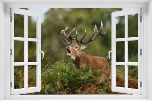 Fototapeta Naklejka Na Ścianę Okno 3D - Red deer stag bellowing while standing in the ferns