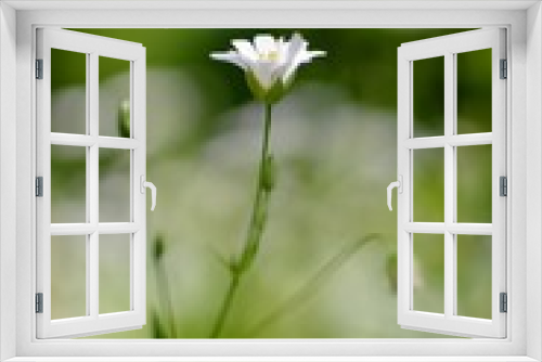 Fototapeta Naklejka Na Ścianę Okno 3D - flower, daisy, nature, white