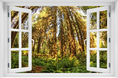 Fototapeta Naklejka Na Ścianę Okno 3D - Looking up at tall trees in the Hoh rain-forest in Washington state on the Olympic Peninsula