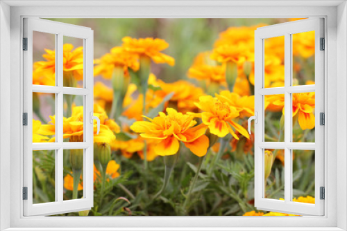 Fototapeta Naklejka Na Ścianę Okno 3D - Tagetes. Flowers in the garden