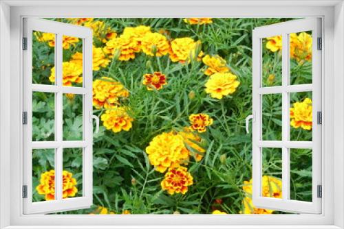 Fototapeta Naklejka Na Ścianę Okno 3D - marigold