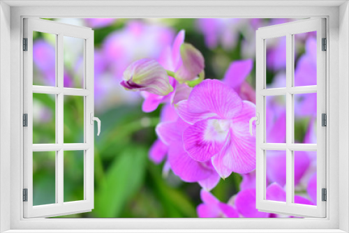 Fototapeta Naklejka Na Ścianę Okno 3D - Beautiful orchid flowers in farm