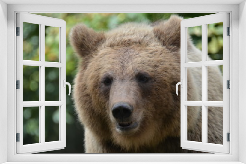 Fototapeta Naklejka Na Ścianę Okno 3D - l'orso bruno