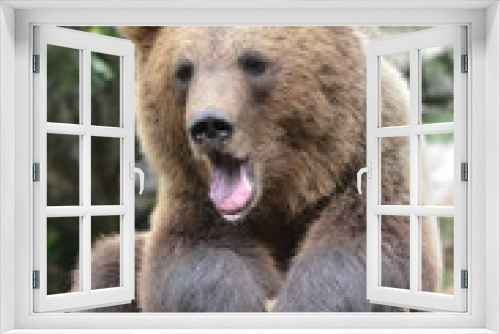 Fototapeta Naklejka Na Ścianę Okno 3D - orso bruno