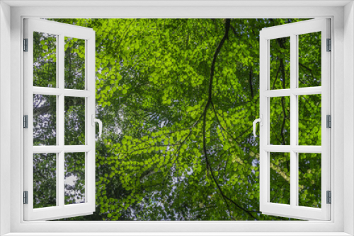 Fototapeta Naklejka Na Ścianę Okno 3D - 上高地の森林