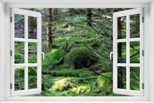 Fototapeta Naklejka Na Ścianę Okno 3D - Beautiful Forest Hill
