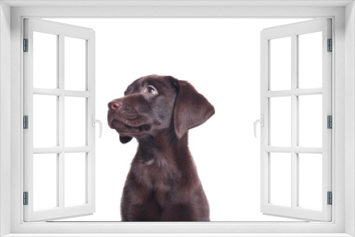Fototapeta Naklejka Na Ścianę Okno 3D - Lovely chocolate labrador