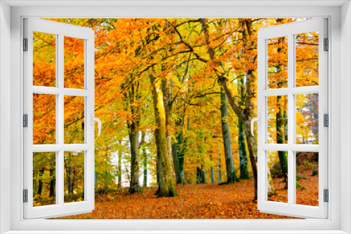 Fototapeta Naklejka Na Ścianę Okno 3D - Colorful orange and red autumn trees with leaves during fall in a forest