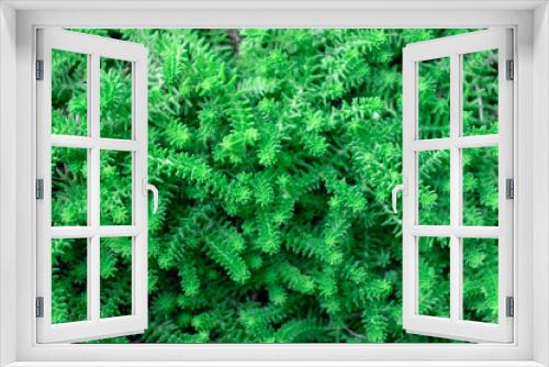 Fototapeta Naklejka Na Ścianę Okno 3D - Background of green emerald stonecrop with small leaves.