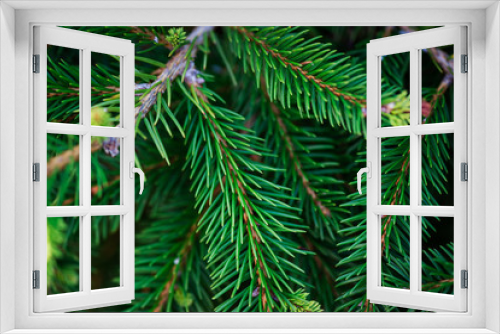 Fototapeta Naklejka Na Ścianę Okno 3D - Natural fir tree brunches, Christmas wallpaper concept