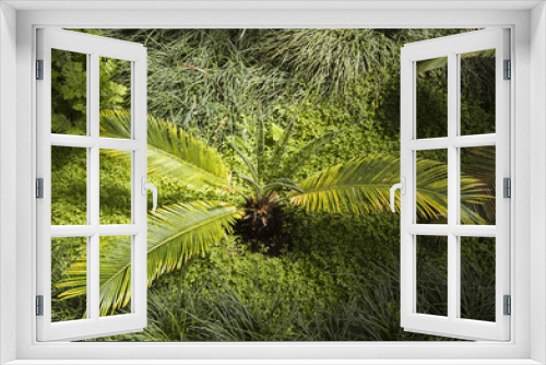 Fototapeta Naklejka Na Ścianę Okno 3D - Cycas Revoluta Sago Palm. Botanical Garden, KIT, Karlsruhe, Germany, Europe