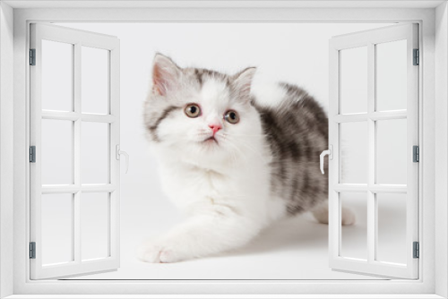 Fototapeta Naklejka Na Ścianę Okno 3D - Scottish tabby kitten on white background, purebred kitten.  