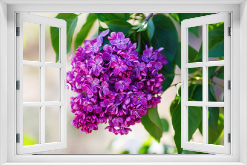 Fototapeta Naklejka Na Ścianę Okno 3D - Spring branch of blossoming lilac flowers. Selective focus.