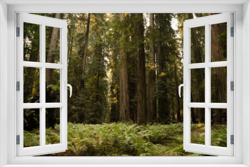 Fototapeta Naklejka Na Ścianę Okno 3D - Thick fern ground cover under a dense old growth redwood forest in California