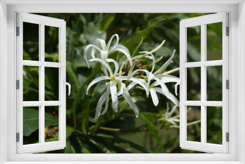 Fototapeta Naklejka Na Ścianę Okno 3D - Flower in nature at its best