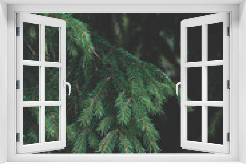 Fototapeta Naklejka Na Ścianę Okno 3D - Spruce in a forest. Nature background, close up, dark faded toned.