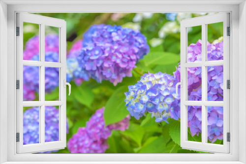 Fototapeta Naklejka Na Ścianę Okno 3D - Beautiful Hydrangea flowers image for background