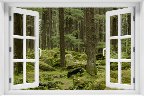 Fototapeta Naklejka Na Ścianę Okno 3D - green coniferous forest and moss a lot stone