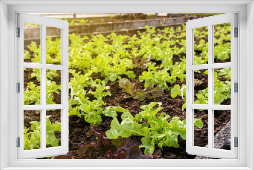 Fototapeta Naklejka Na Ścianę Okno 3D - Vegetables farm planting indoor by non-toxic organic with beautiful green leafs are grown for salad. Agriculture industry.