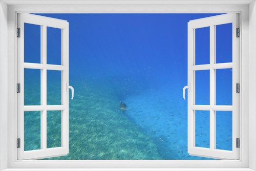 Fototapeta Naklejka Na Ścianę Okno 3D - Sea turtle swims in blue sea water aquatic animal underwater photo